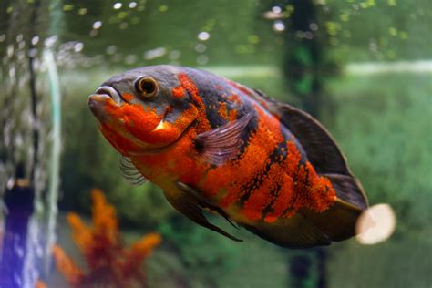 oscar lotto fish|Oscar Fish: Facts, Care, Diet, Breeding, & More .